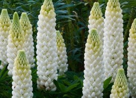 lupinus polar princess